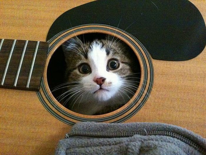 cat-guitar